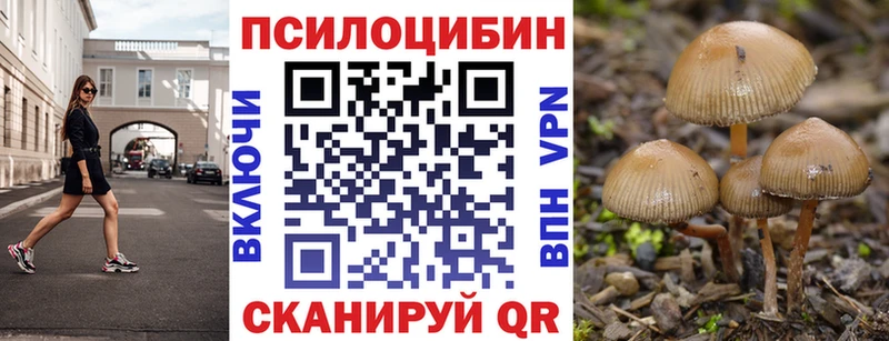 закладки  Суздаль  Псилоцибиновые грибы мицелий 